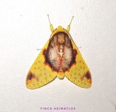 Amaxia flavicollis