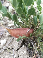 Astragalus megacarpus