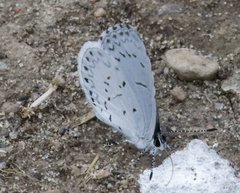 Celastrina serotina