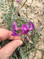 Astragalus missouriensis