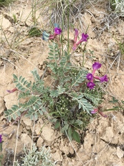 Astragalus missouriensis