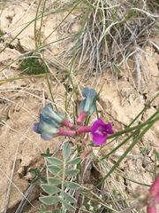 Astragalus missouriensis