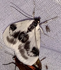 Cliniodes ostreonalis