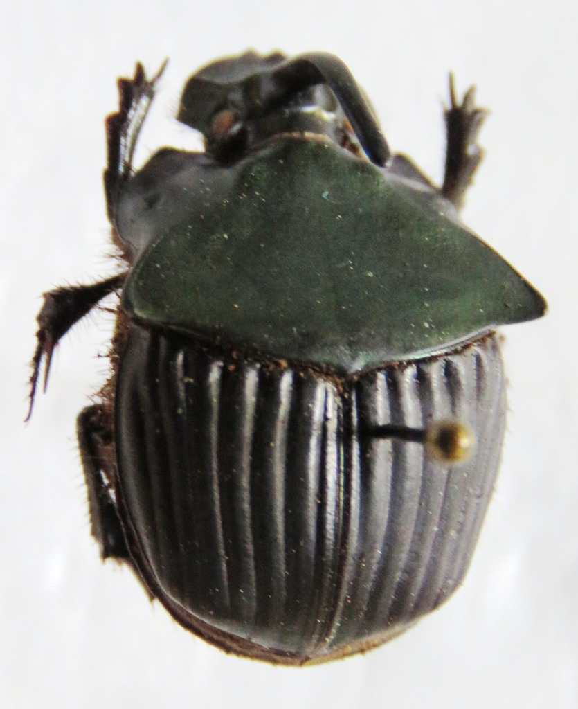 Phanaeus pyrois