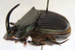 Phanaeus pyrois
