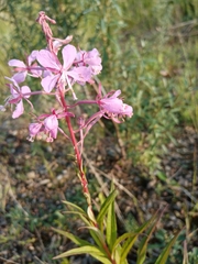 Chamaenerion angustifolium