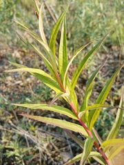 Chamaenerion angustifolium