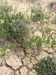 Astragalus tenellus