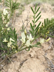 Astragalus tenellus