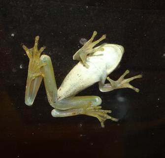 Boana raniceps