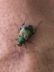 Trichiotinus lunulatus