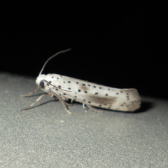 Yponomeuta irrorellus