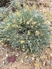 Astragalus spatulatus