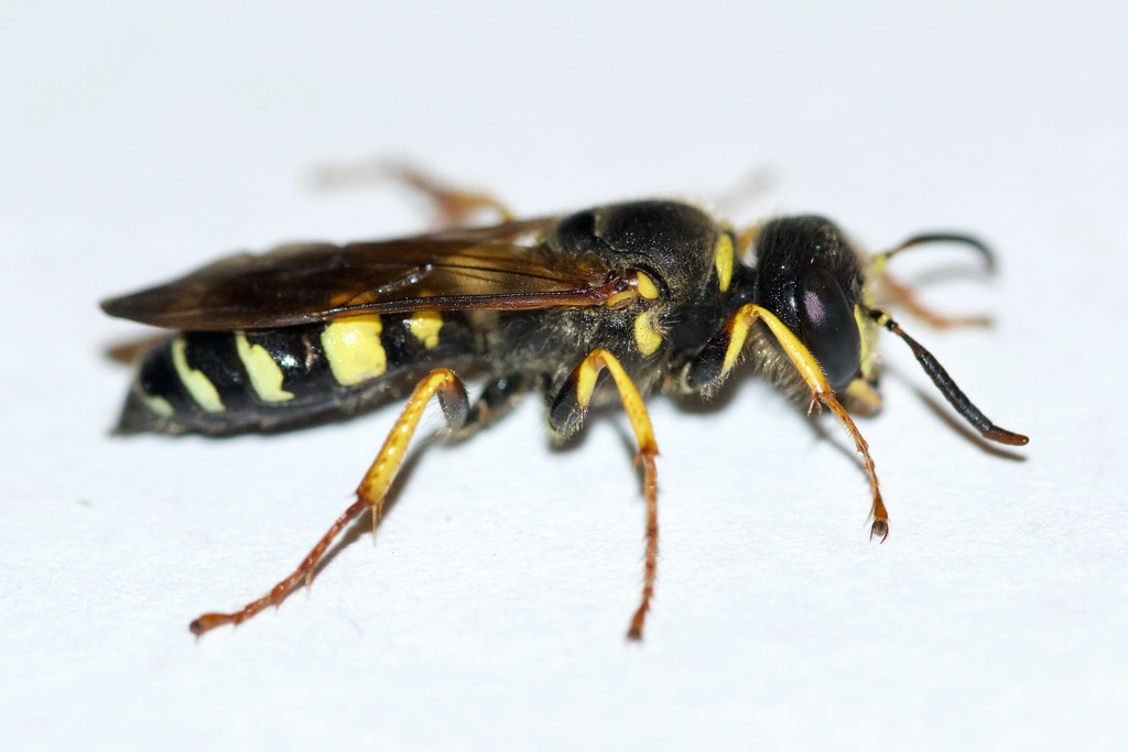 Sanborn's Beewolf