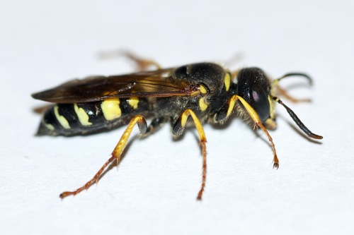 Sanborn's Beewolf