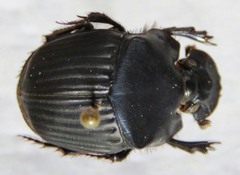 Phanaeus pyrois