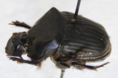 Phanaeus pyrois