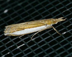 Crambus quinquareatus