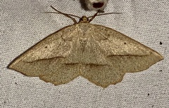 Euchlaena irraria