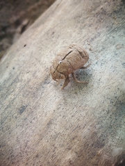 Platypleura kaempferi