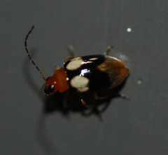 Monolepta quadriguttata