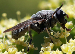 Myolepta aurinota
