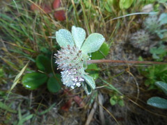 Trifolium macraei