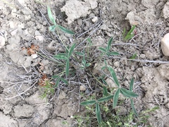 Trifolium gymnocarpon