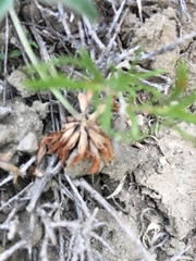 Trifolium gymnocarpon