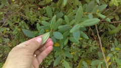 Frangula californica tomentella