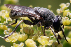 Myolepta aurinota