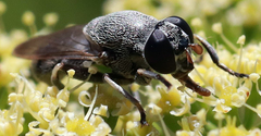 Myolepta aurinota