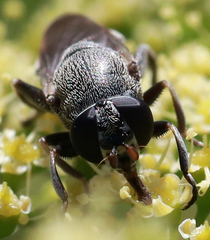 Myolepta aurinota