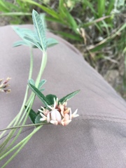 Trifolium gymnocarpon