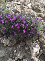 Astragalus spatulatus