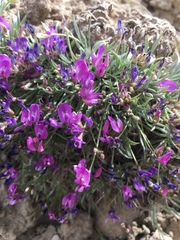 Astragalus spatulatus