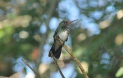 Chionomesa fimbriata