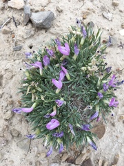 Astragalus simplicifolius