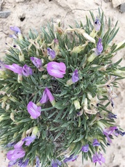 Astragalus simplicifolius
