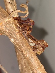 Telamona ampelopsidis