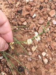 Astragalus convallarius
