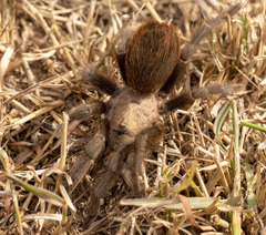 Aphonopelma anax