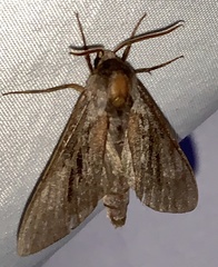 Lapara bombycoides
