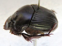 Phanaeus pyrois