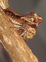 Telamona ampelopsidis