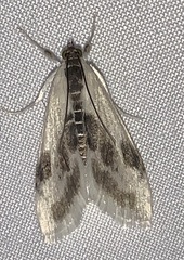Cliniodes ostreonalis