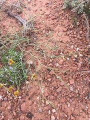 Astragalus convallarius