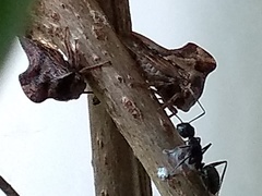 Telamona ampelopsidis