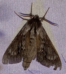 Lapara bombycoides