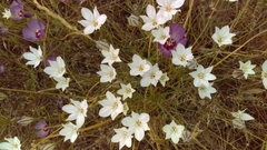 Triteleia peduncularis